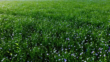 linseed field