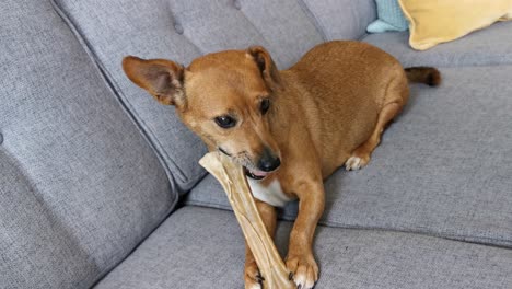 small dog picking up a bone and laying down to eat the bone better than when she was stood up