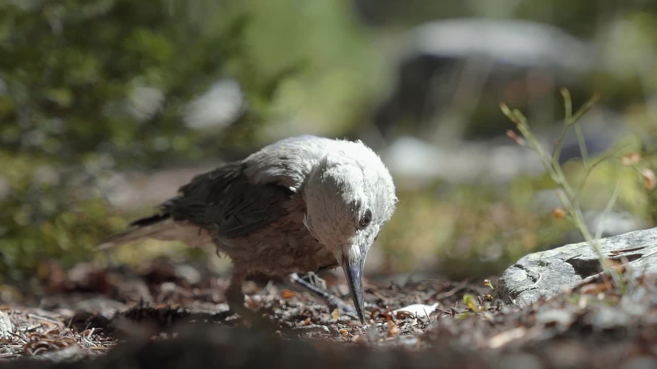 impresionante primer plano macro en cámara lenta de un pequeño pájaro parado en un pequeño camino de tierra y tratando de encontrar algunas semillas o insectos para comer en un cálido día soleado de verano en el bosque nacional utah uinta