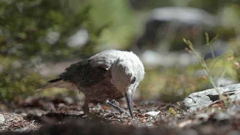 stunning close up slow motion macro shot of a small bird standing on a small dirt path and trying to find some seeds or bugs to eat on a warm sunny summer day in the utah uinta national forest