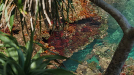 pacific island coral reef, view of coral through mangrove palm trees on coast