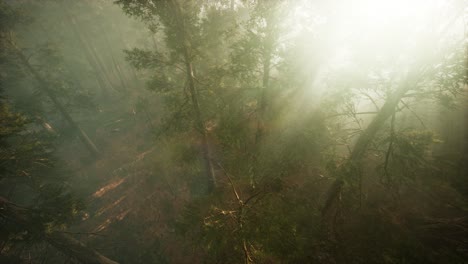 drone rompiendo a través de la niebla para mostrar la secuoya y el pino