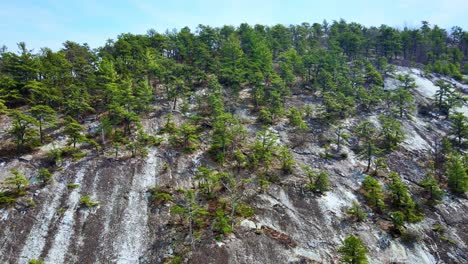 Drohnen-Videomaterial-Aus-Der-Luft-Von-Seltenen-Pechkiefern-Nadelbäumen-Auf-Dem-Shawangunk-Kamm-Im-Hudson-Valley-Im-Bundesstaat-New-York