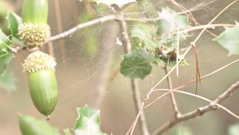 close up on oak tree, focusing on acorns and spider web 120fps