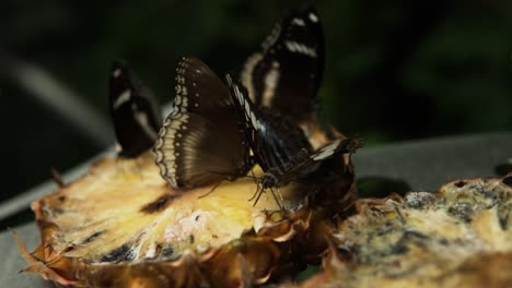 group of blue moon butterflies feeding on pineapple