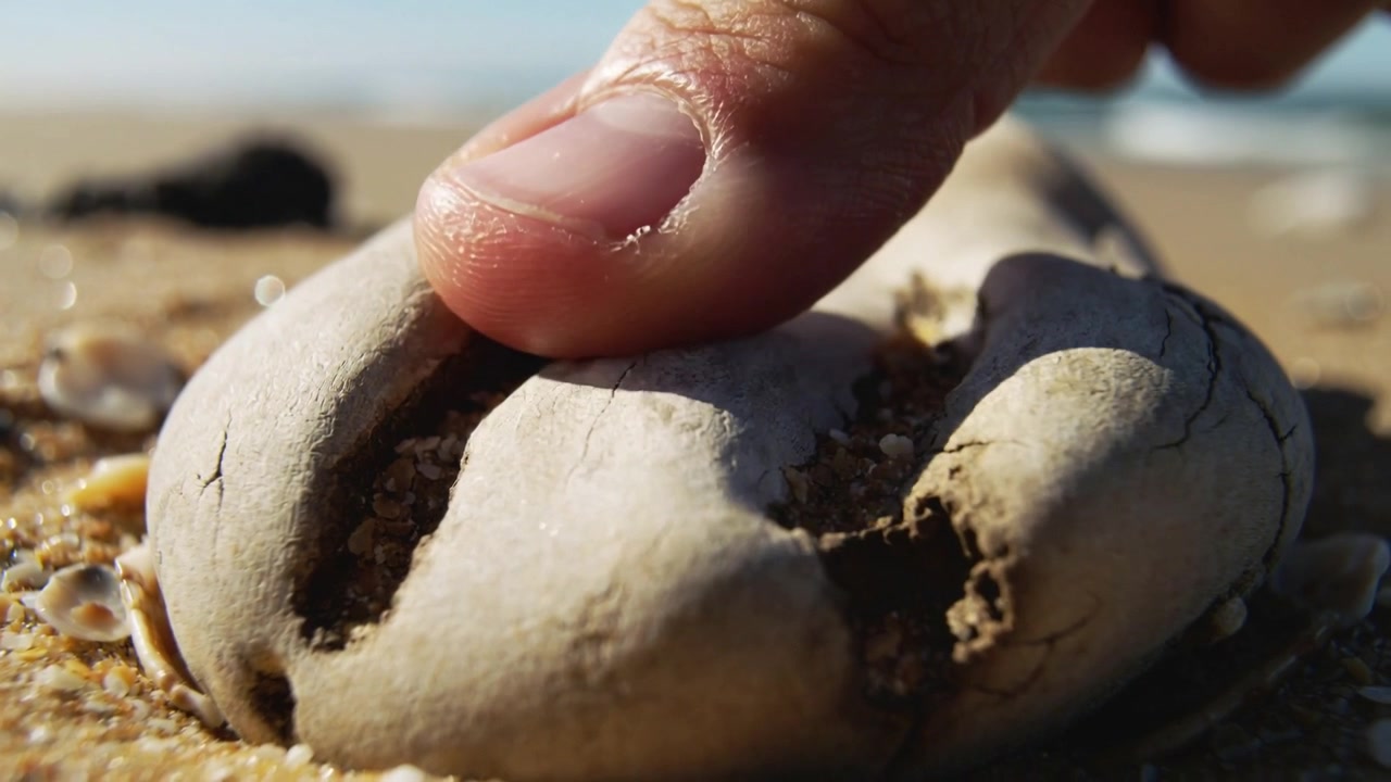 Fingerspids nærmer sig rille, undersøger skrøbelig bleg genstand på sandstrand, afslører skaller.