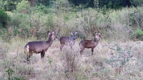 Afrikanische-Wildtiere,-Eine-Gruppe-Verängstigter-Wasserbockantilopen,-Die-Sich-Auf-Hohem-Gras-Wundern