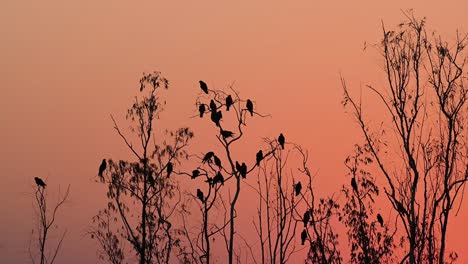 Cometas-De-Orejas-Negras,-Milvus-Lineatus,-Descansando-En-Los-árboles-Durante-La-Puesta-De-Sol-Mientras-El-Cielo-Se-Volvía-Rojo-Rosado-Creando-Una-Hermosa-Silueta-De-Las-Aves-En-Pak-Pli,-Nakhon-Nayok