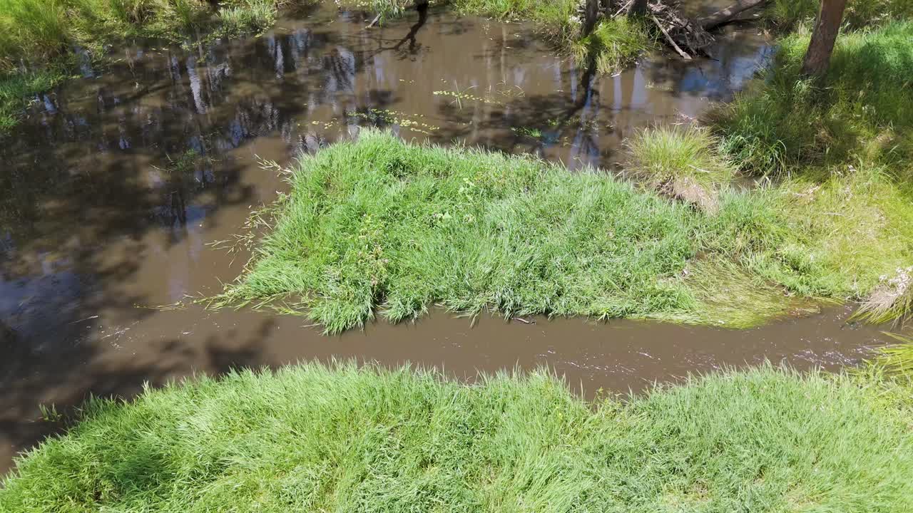 Aerial view of creek in lush forest