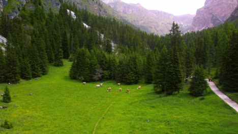 cows grazing in an alpine meadow