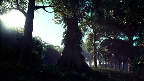 sunrise in a lush rainforest