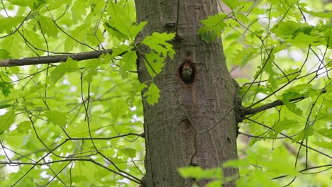 Gran-Pájaro-Carpintero-Manchado-Se-Asoma-Desde-El-Agujero-En-Un-árbol-De-Arce-En-Primavera