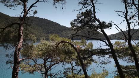 mljet pines 4k 00
