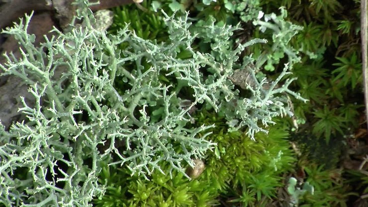 Primo piano estremo di lichene delle renne e muschio