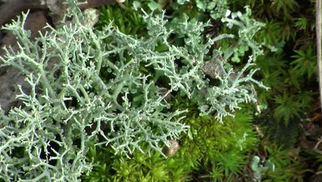 extreme close-up of reindeer lichen  and moss