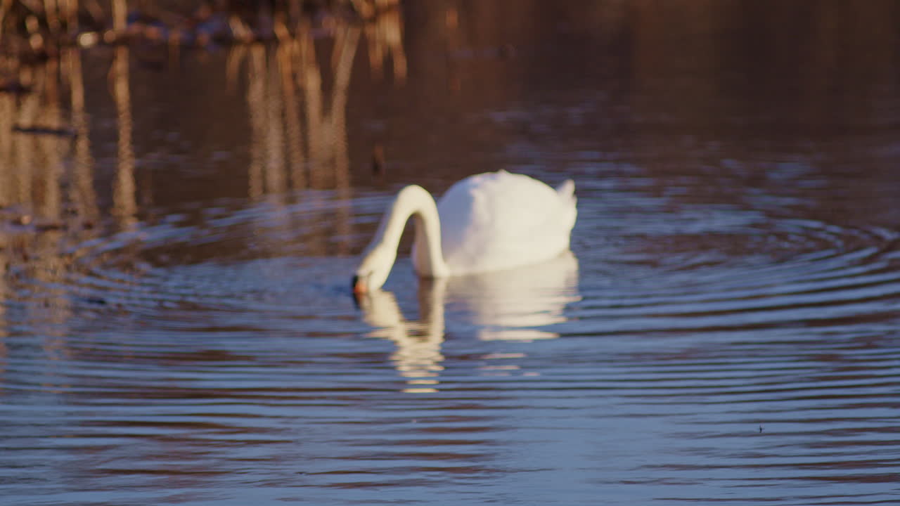 Slow motion rack focus of a swan feeding at dawn