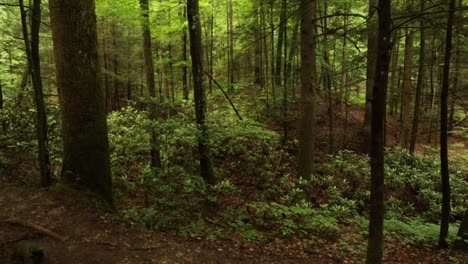 nature hike at natural bridge state park, kentucky