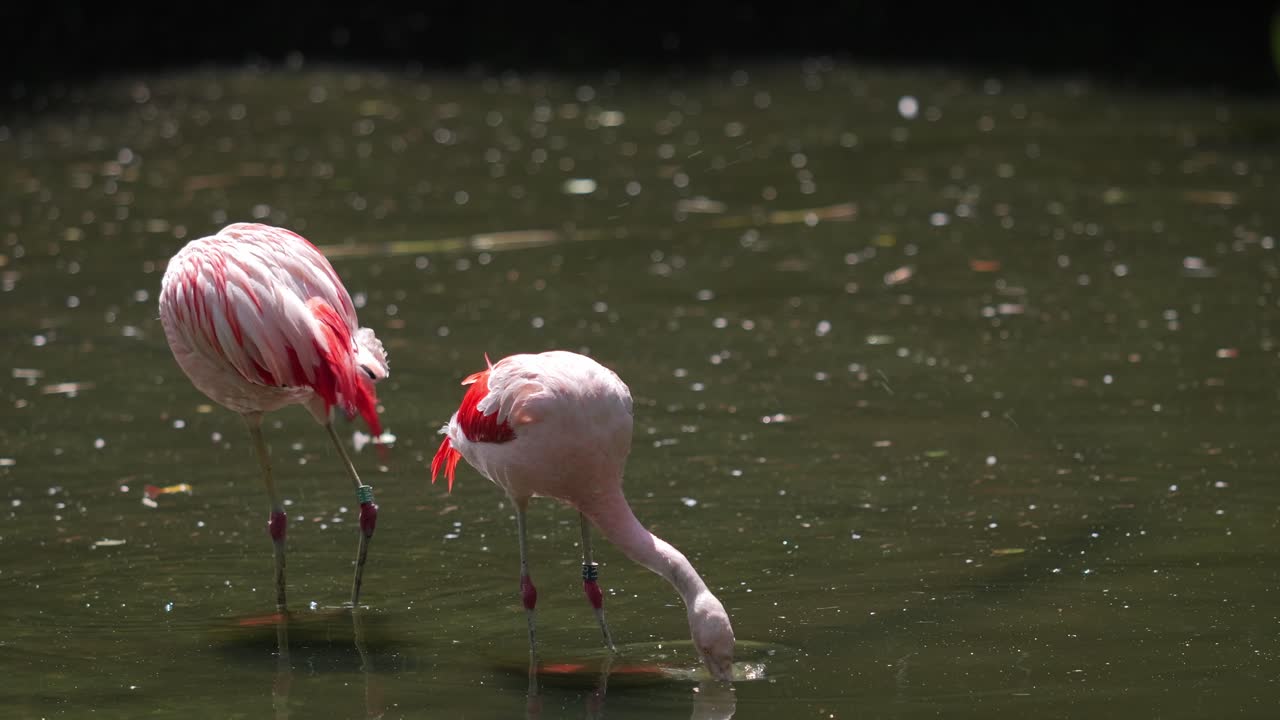 Two Pink Herons Standing in a Lake, Searching for Food in Water