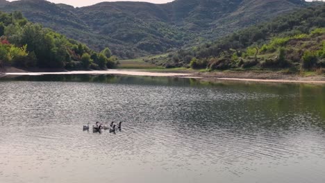 Una-Balsa-De-Gansos-Remando-Hacia-El-Otro-Lado-De-Un-Lago-De-Montaña