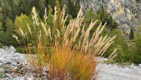 cerca de la hierba de otoño en el isstal con montañas rocosas en el fondo - muy cerca de hall en tirol, austria
