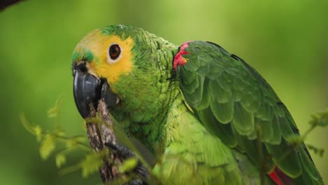 4k primer plano de un loro guacamayo verde, amarillo y azul masticando un poco de corteza