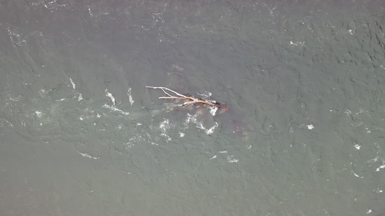 떠다니는 나무와 함께 강