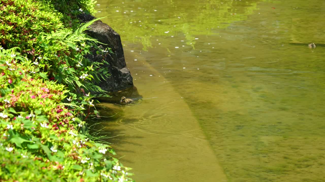 푸른 물 연못에서 헤엄치는 귀여운 외로운 오리 새끼