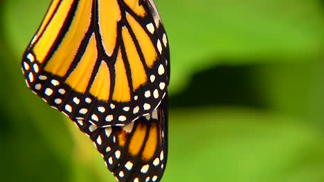 just hatched butterfly