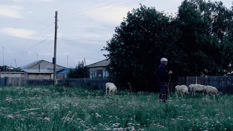 male elderly tending the sheep russia a small village