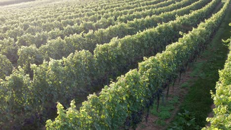 grape vineyard in summer light