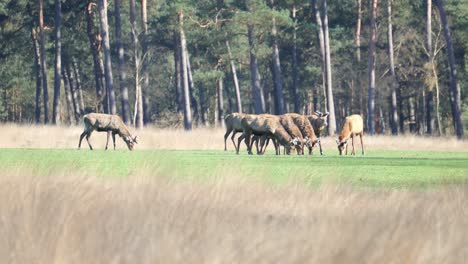 El-Parque-De-Reserva-Del-Parque-Nacional-Hoge-Veluwe,-Países-Bajos-Con-Ciervos-Pastando-En-La-Naturaleza