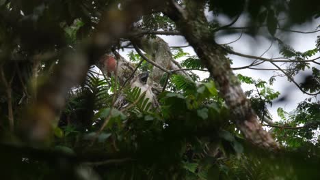 seen perched up high through the foliage of this thick tree while calling for its parents to come and feed, rare footage, philippine eagle pithecophaga jefferyi, philippines
