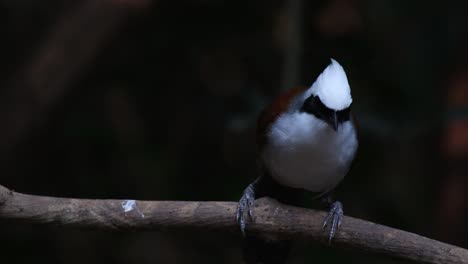 Schaut-Sich-Um-Und-Bewegt-Sich-Dann-Nach-Rechts,-Als-Andere-Vögel-Ankommen,-Weißschopf-Lachsdrossel-Garrulax-Leucolophus,-Thailand