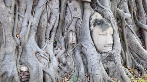 ancient buddha head encased in tree roots over time