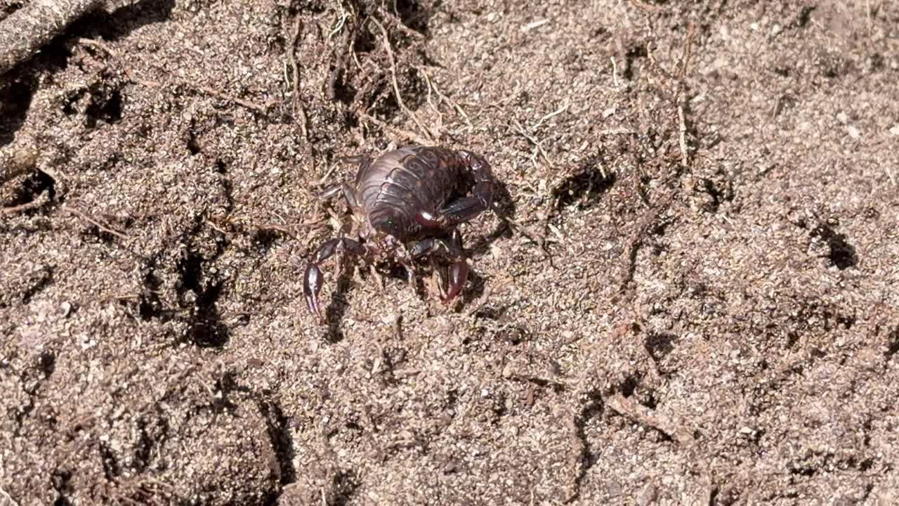 Gravid scorpion moves across sunlit sandy soil, close-up, natural daylight, static camera angle