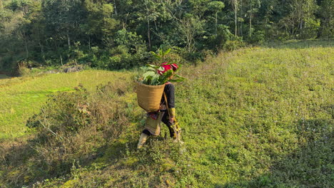 traditional black dao woman foraging herbs in tả phìn, sa pa, walking with a basket in the grass and hills - vietnam