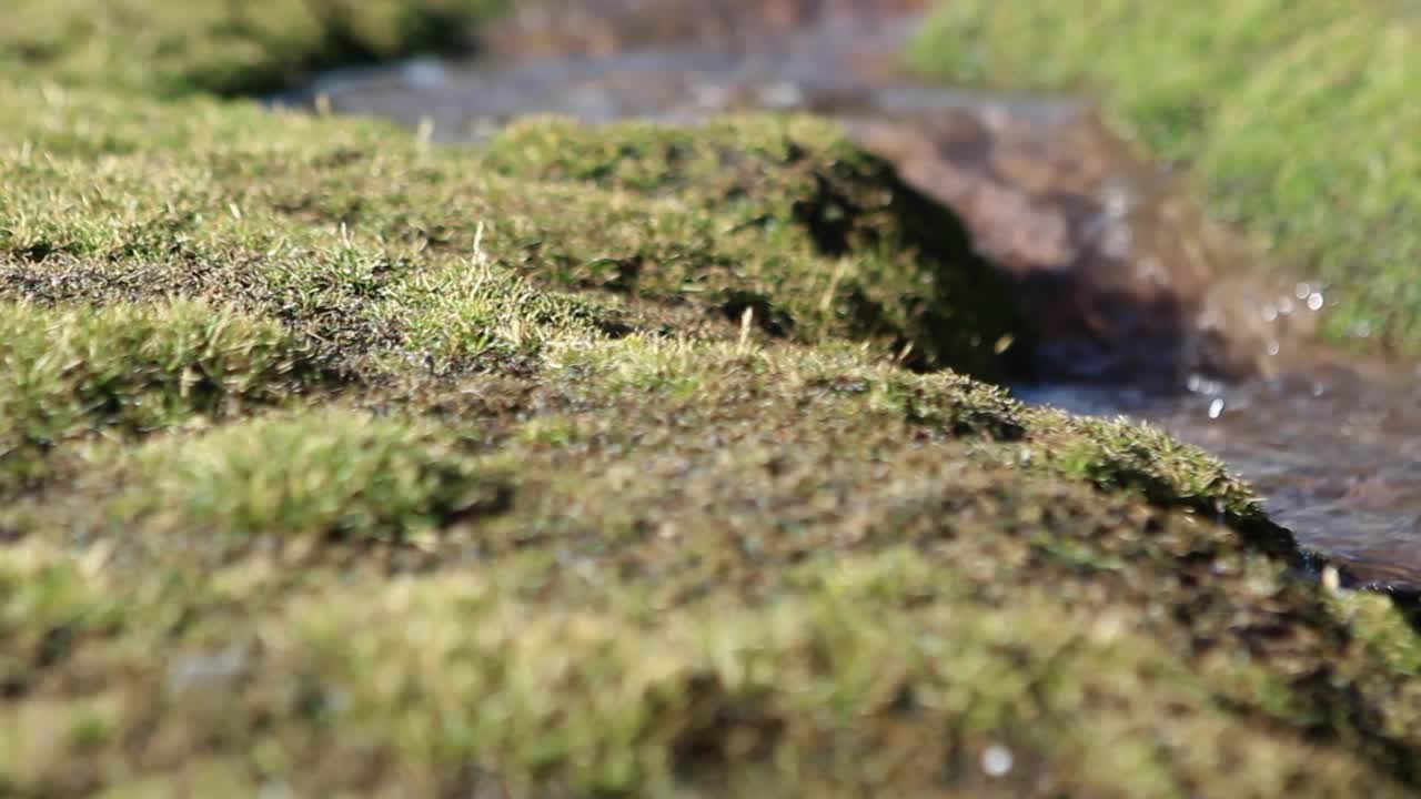 Pan of bubbling brook