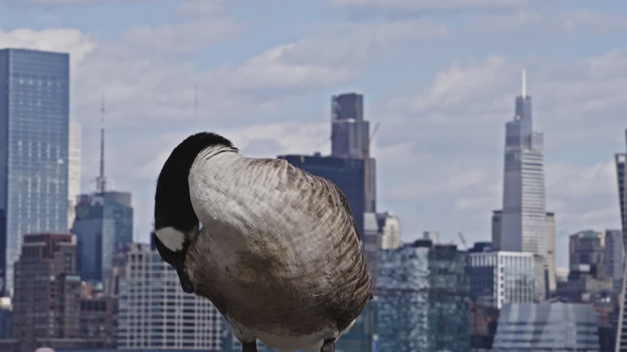 A Canada goose preens its feathers in the foreground while Manhattan skyscrapers rise sharply in the background under a bright sky