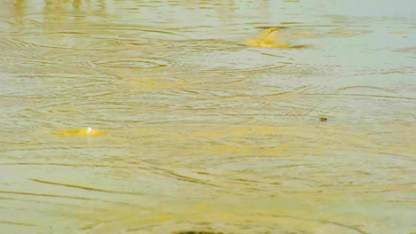 Frog-peering-and-jumping-above-muddy-waters-in-Asia,-Bangladesh