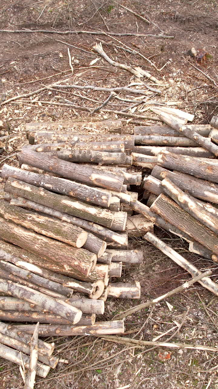 High angle shot of cut timber and wooden logs stacked on the forest floor, representing logging industry and environmental impact