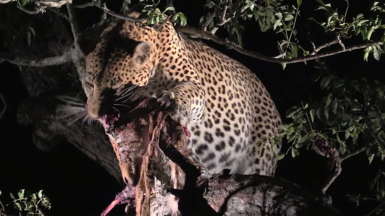 야생 표범은 밤에 먹이를 먹는다