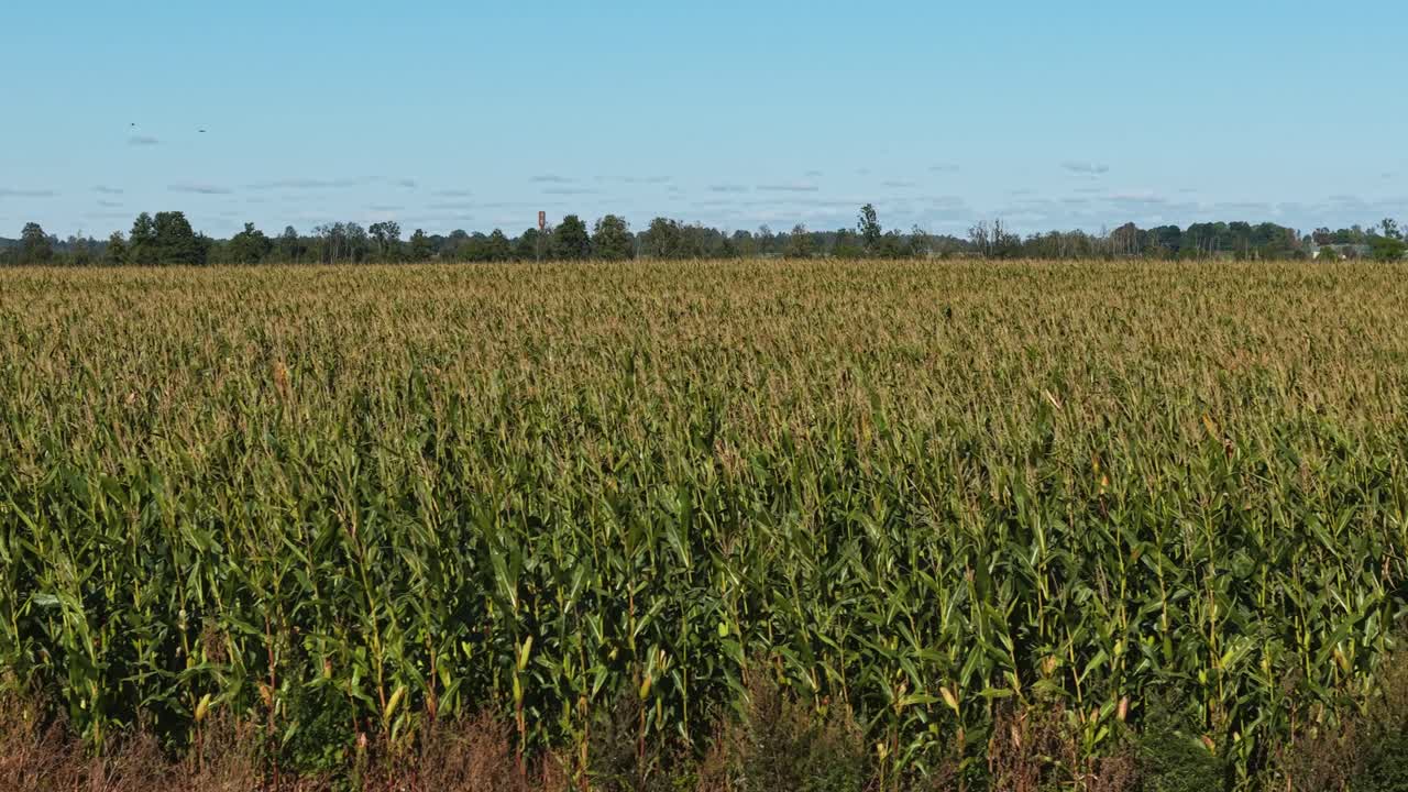 Aerial of green cornfield extending toward horizon under clear sky, farmland in summer