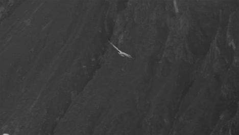 Condor-flying-in-Colca-Canyon,-Peru-4K