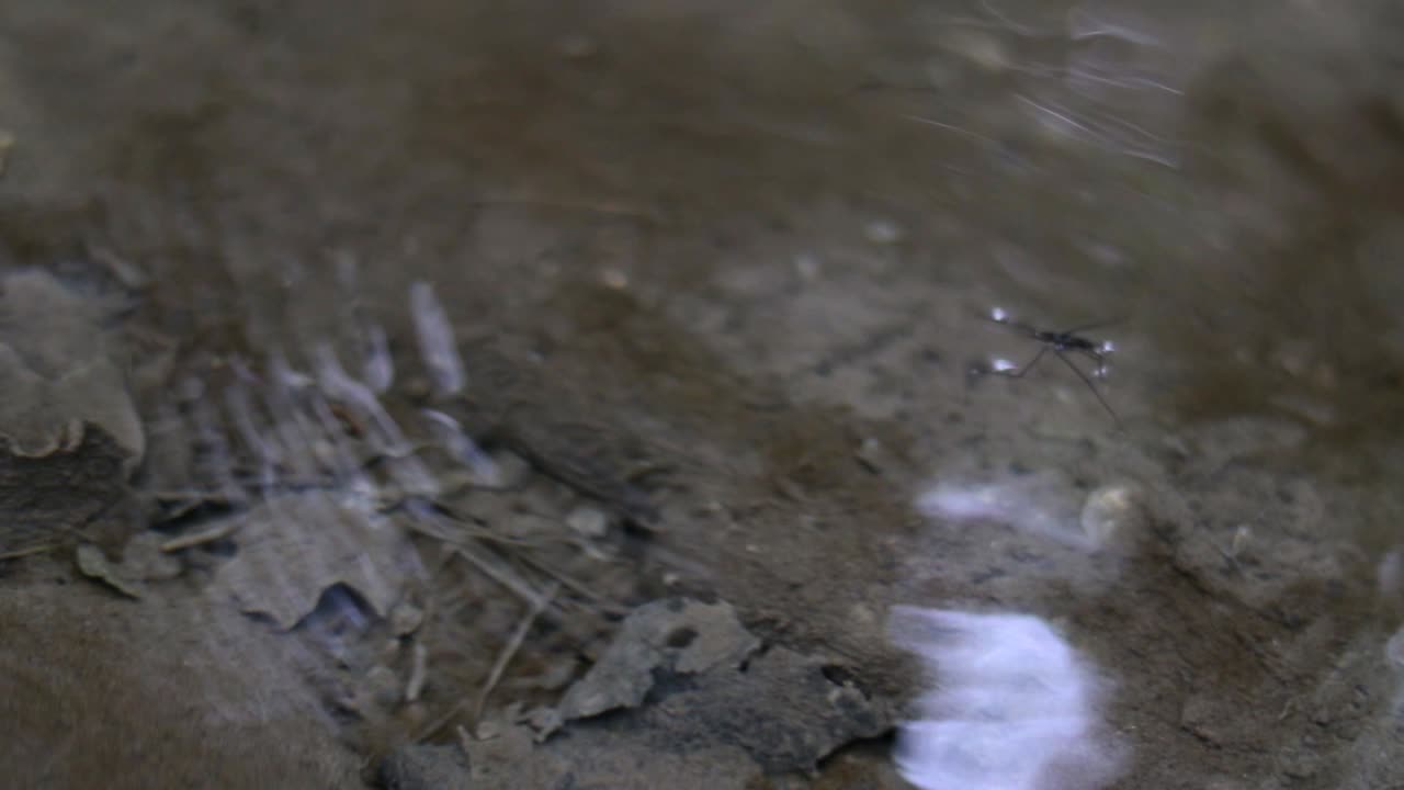 Water Strider on Water Surface