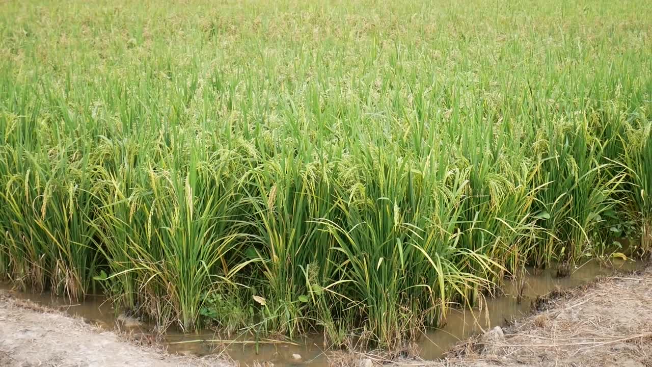 A lush paddy field with ripened rice plants ready for harvest, showcasing a vital carbohydrate staple food for Southeast Asia's population.