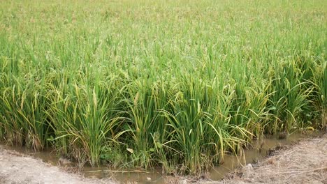 a lush paddy field with ripened rice plants ready for harvest, showcasing a vital carbohydrate staple food for southeast asia's population.