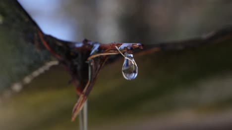 water dropping down on a wooden stick and gras in a forest