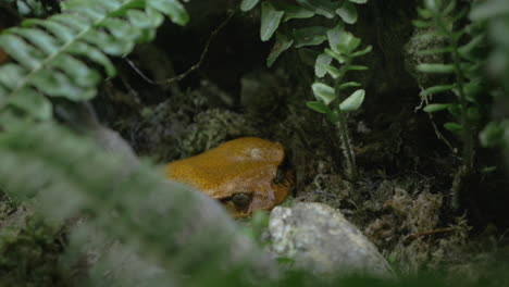 Tomatenfrosch-Im-Terrarium