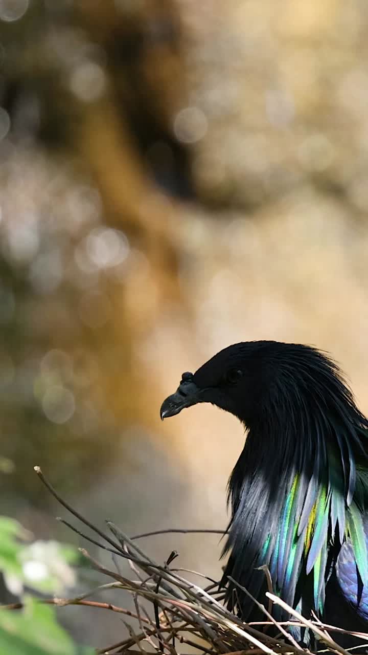 Piccione di Nicobar che riposa sul nido nel suo habitat naturale