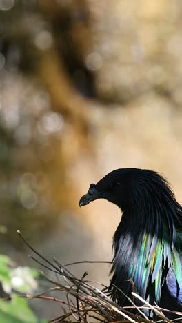 nicobar-taube ruht in ihrem natürlichen lebensraum auf dem nest